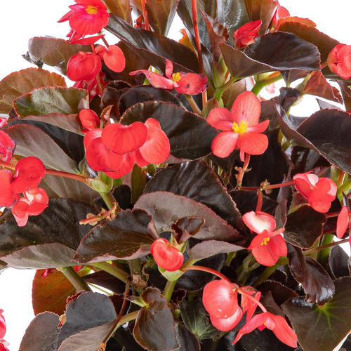 Visuel 1 du produit Begonia Big Feuilles Bronzes Fleurs Rouges. Le pot de 1 litre