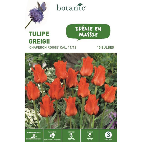 Visuel 1 du produit Tulipe greigii Chaperon rouge botanic® - 10 bulbes