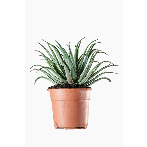 Visuel 1 du produit Aloe Spinosissima en pot de 7 L vert