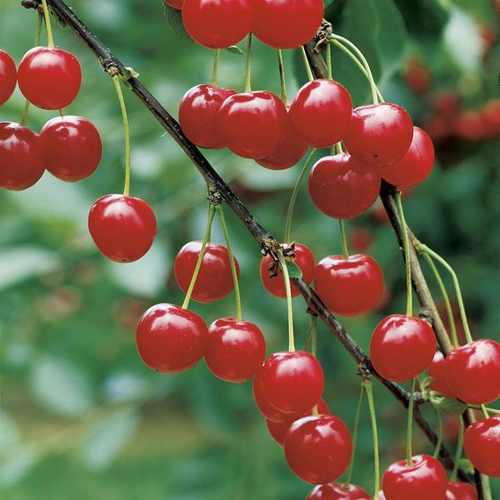 Visuel 1 du produit Cerisier Griotte De Montmorency. Le pot de 15 litres