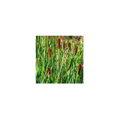Visuel 1 du produit Pennisetum Red Bunny Tails - Le pot de 4 litres