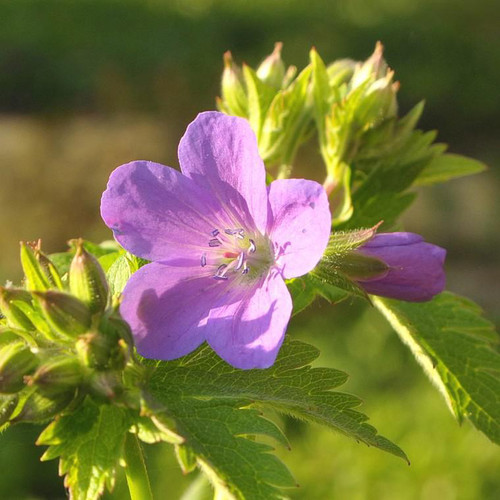 Visuel 1 du produit Géranium vivace à fleurs multicolores - Le pot de 2 litres
