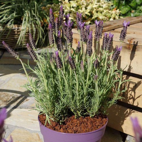 Visuel 1 du produit Lavande Lucy Purple. Le pot de 4 litres