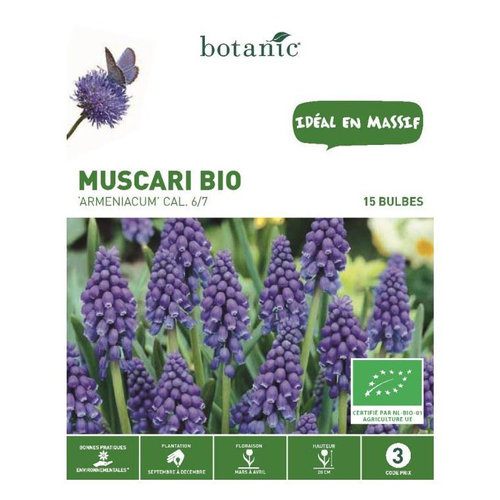 Visuel 1 du produit Muscari Armeniacum bleu bio botanic® - 15 bulbes