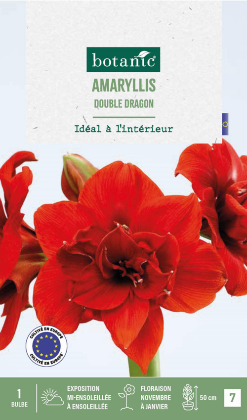 Visuel 1 du produit Amaryllis intérieur Double Dragon botanic® - 1 bulbe