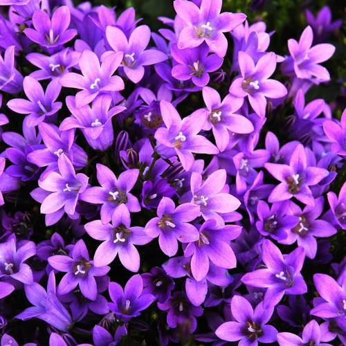 Visuel 1 du produit Campanula Poscharskyana - Le pot de 3 litres