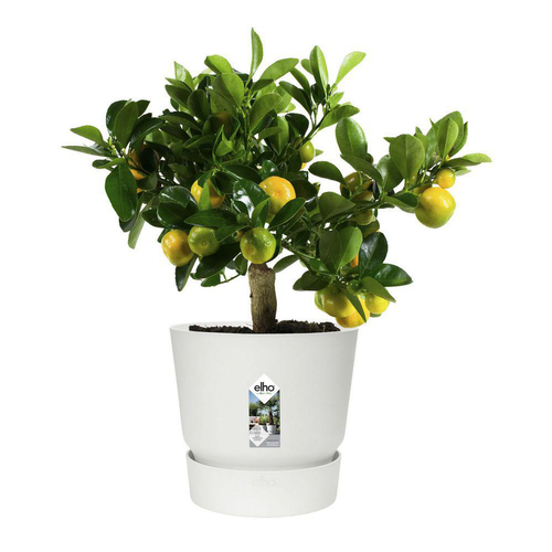 Visuel 5 du produit Pot Greenville rond de 7,6 L coloris blanc Ø 25 x H 23 cm