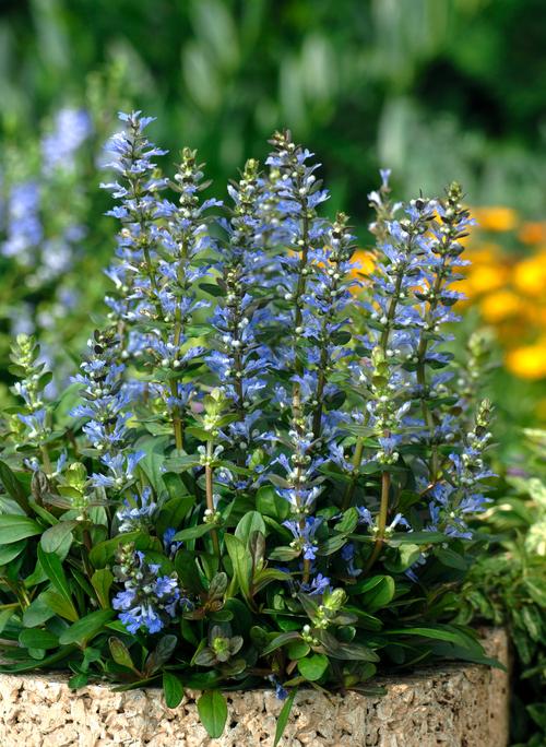 Visuel 1 du produit Bugle  - Le pot de 2 litres