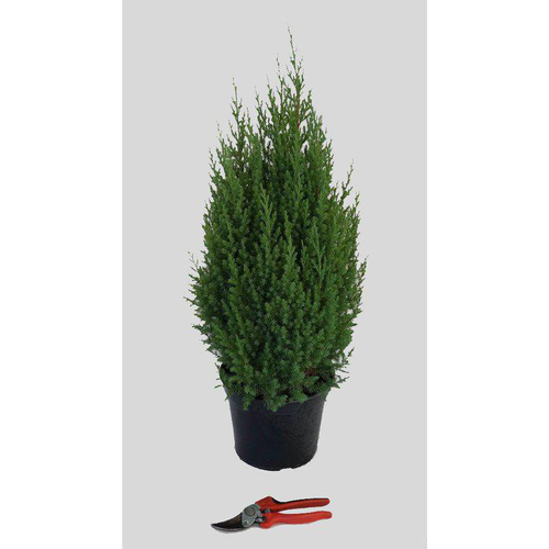 Visuel 1 du produit Juniperus Chinensis Stricta (Genévrier de Chine) 60/80 en pot de 5 L vert