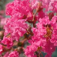 Visuel 1 du produit Lagerstroemia Indiya Charms rose indien. Le pot de 10 litres