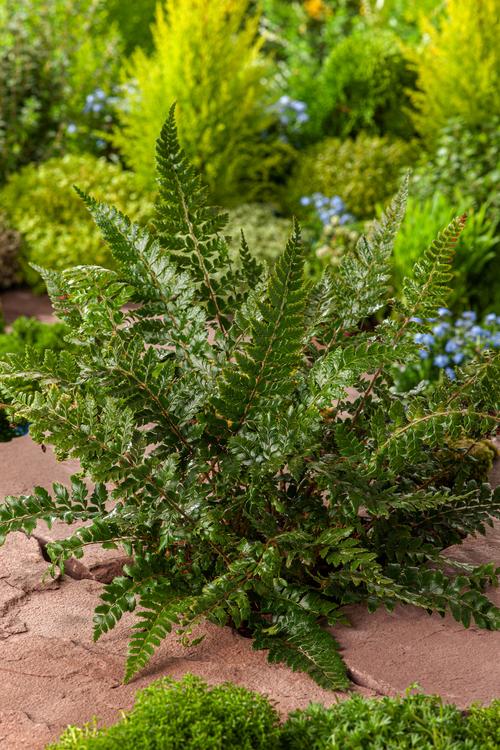 Visuel 1 du produit Fougère Polystichum polyblepharum - Le pot de 2 litres