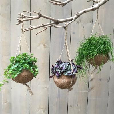 Visuel 1 du produit Kokodama en fibre de coco. La suspension de Ø 15 X H 25 cm