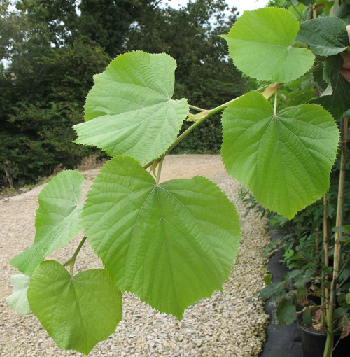 Visuel 1 du produit Tilleul argenté ‘Brabant’ botanic® vert. Le pot de 10 litres