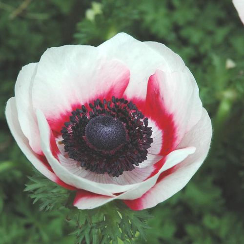 Visuel 1 du produit Anemone de Caen - Le pot de 3 litres
