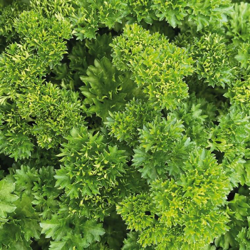 Visuel 1 du produit Persil frisé vert foncé bio. La motte de 4 cm