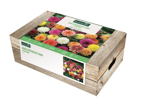 Visuel 1 du produit Cagette de bulbes de fleurs Dahlia décoratif nain en mélange botanic® – 5 bulbes