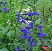 Visuel 1 du produit Salvia patens - Le pot de 1,2 litres