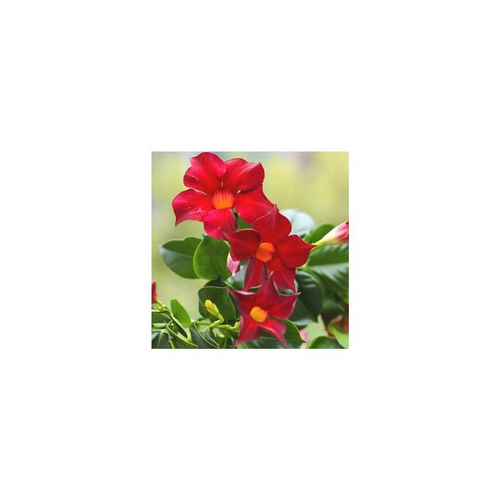 Visuel 2 du produit Dipladénia mini tige coloris variés. Le pot de 4 litres