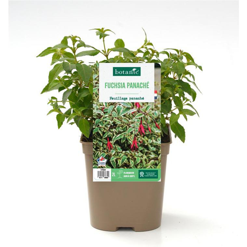 Visuel 1 du produit Fuchsia panaché - Le pot de 2 litres