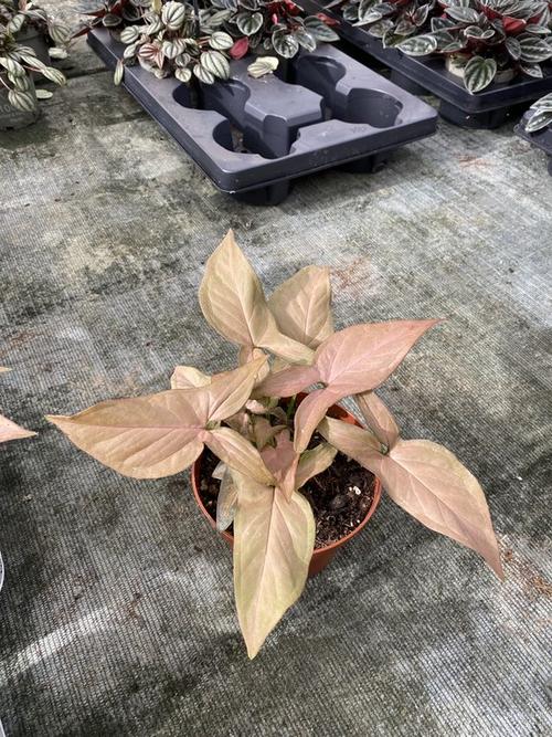 Visuel 1 du produit Syngonium Podophyllum ‘Red Heart’. Le pot de Ø 12 x H 20 cm