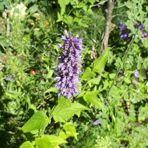 Visuel 1 du produit Agastache.. Le pot de 2 litres