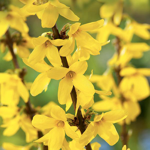 Visuel 1 du produit Forsythia ‘Lynwood’ jaune. Le pot de 7L