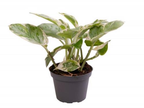 Visuel 1 du produit Scindapsus N’Joy mini. Le pot de Ø 6 x H 10 cm