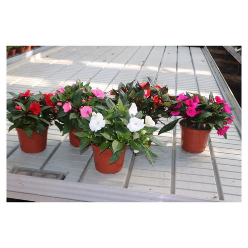 Visuel 1 du produit Impatiens Nouvelle Guinée - Ø 17 cm