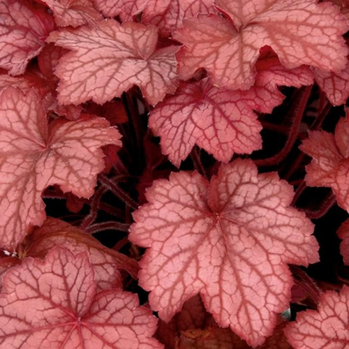 Visuel 1 du produit Heuchera Forever Red - Le pot de 2 litres