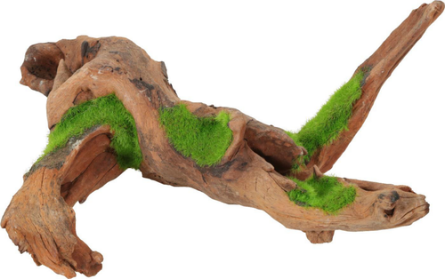 Visuel 1 du produit Racine avec graines de plantes aquatiques « ki pousse » M