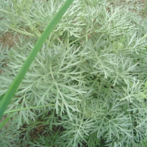 Visuel 1 du produit Artemisia Powis Castle - Le pot de 2 litres