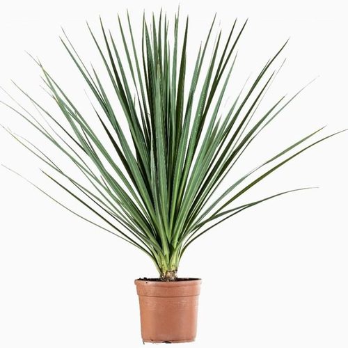 Visuel 1 du produit Cordyline. Le pot de 5 litres