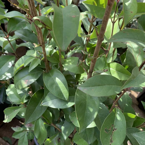 Visuel 1 du produit Troène (Ligustrum Japonicum) 60/80. Le pot de 4 litres