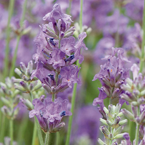 Visuel 1 du produit Lavande vraie ou Lavande officinale à fleurs bleues - Le pot carré bleu de 2,5 litres