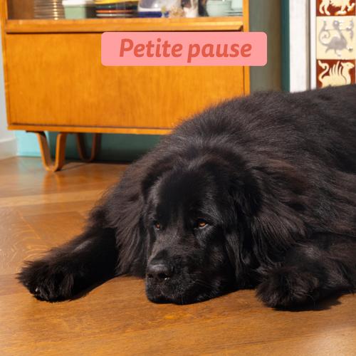 Visuel 5 du produit Croquettes pour chien senior au poulet et au saumon sans céréales Edgard & Cooper - 2,5 kg