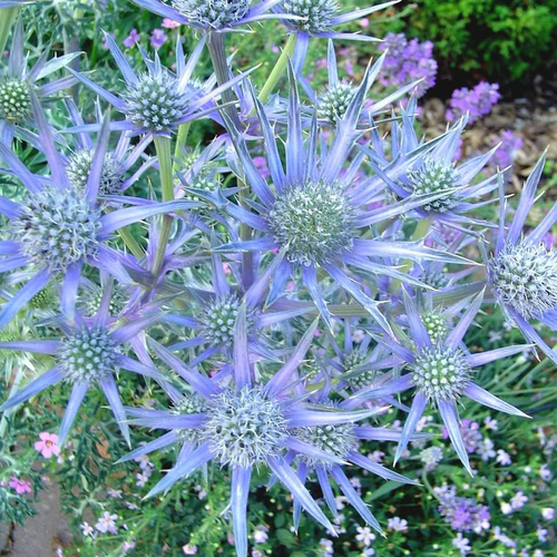 Visuel 1 du produit Panicaut ou Eryngium planum à fleurs bleues - Le pot de 7,5 litres
