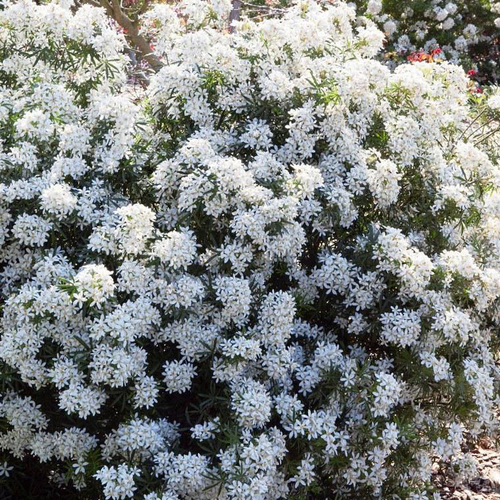 Visuel 1 du produit Oranger du Mexique White Dazzler (Choisya Ternata). Le pot de 8 litres