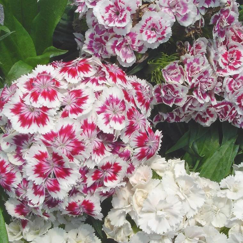 Visuel 1 du produit Œillet du Poète ou Dianthus barbatus à fleurs roses - Le pot de 1 litre