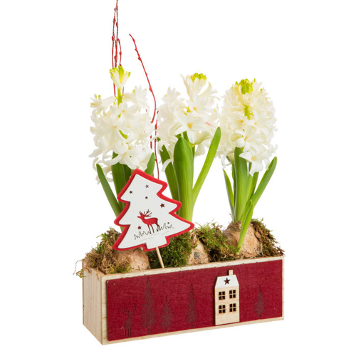 Visuel 1 du produit Jacinthes en jardinette feutrine rouge