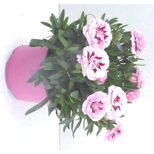 Visuel 1 du produit Œillet. Le pot de 14 cm