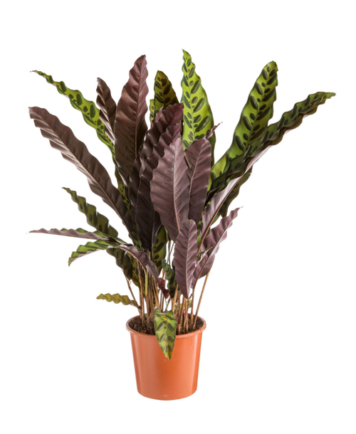 Visuel 1 du produit Calathea lancifolia vert. Le pot Ø 17 cm