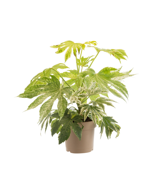 Visuel 1 du produit Fatsia Japonica Spider's Web. Le pot de 4 litres