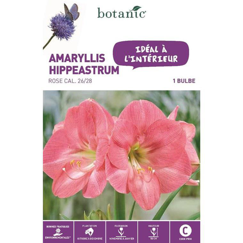 Visuel 1 du produit Amaryllis rose botanic® - 1 bulbe d'intérieur