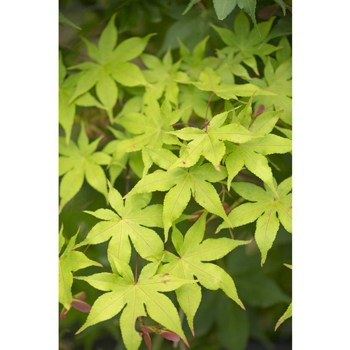 Visuel 2 du produit Erable du Japon (ACER PALAMATUM OZAKAZUKI ) Le pot de 15 litres