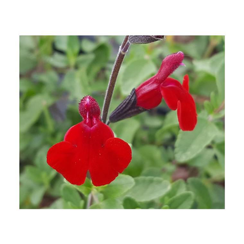 Visuel 1 du produit Sauge Salvia x Jamensis Rêve rouge Fauresal02 - Le pot de 3 litres