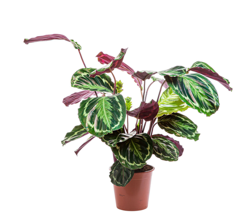 Visuel 1 du produit Calathea Médaillon vert. Le pot Ø 17 cm