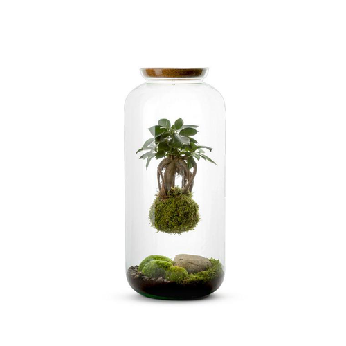 Visuel 1 du produit Terrarium Bulle de Nature Bonbonne Kokedama Ginseng en verre transparent Naturalys taille L - Ø 23 x 50 cm