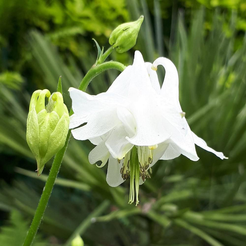 Visuel 1 du produit Aquilegia Caerulea Kristall (Blanc). Le pot de 9x9 cm