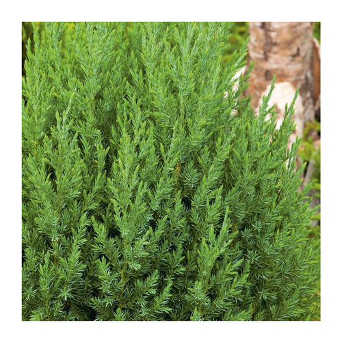 Visuel 1 du produit Genévrier Stricta - pot 2 L