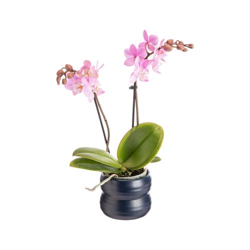 Visuel 1 du produit Phalaénopsis 2 branches avec cache-pot en céramique - Ø 7 cm